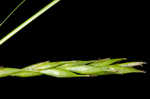 White edge sedge